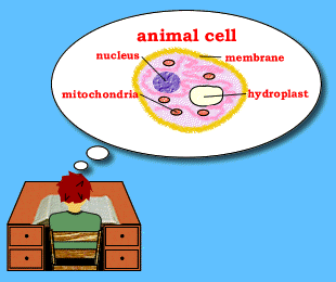 A boy picturing an animal cell.