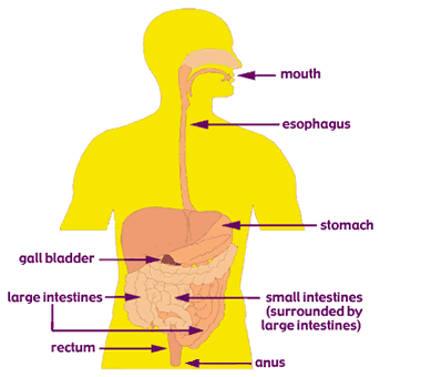 Steps involved in the digestive process.