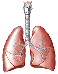 Lungs.